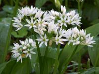 Auf Augenhöhe mit den Bärlauchblüten